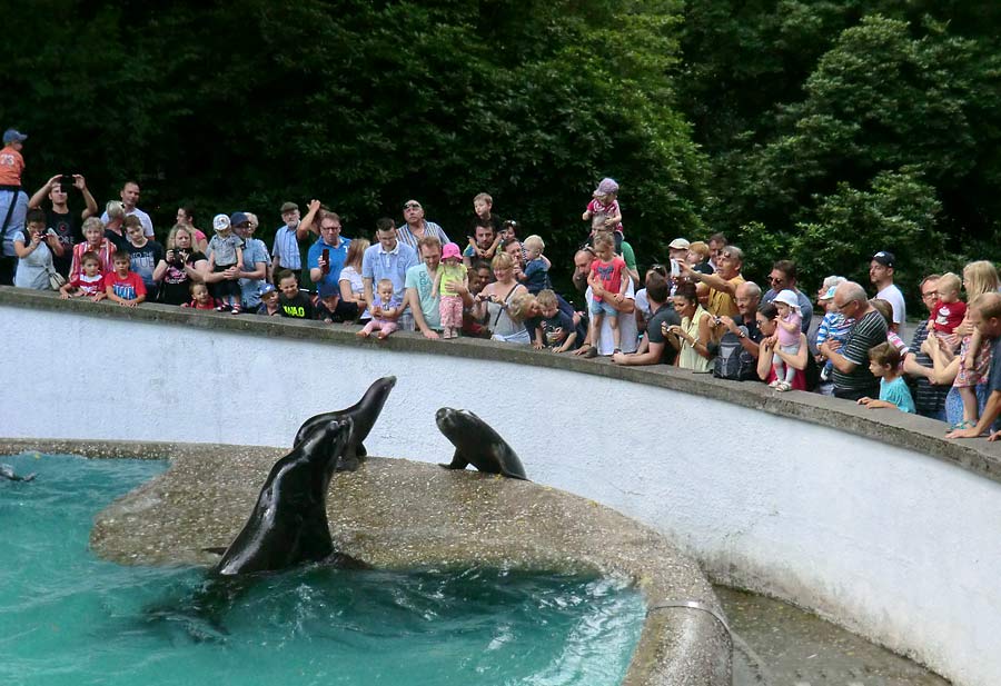 Fütterung der Kalifornischen Seelöwen im Zoo Wuppertal im August 2014