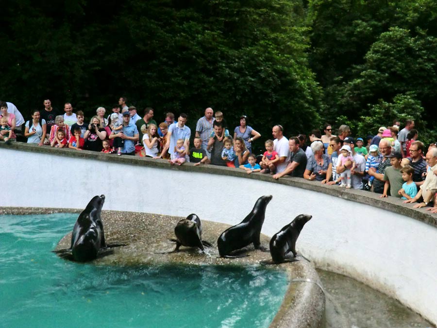 Fütterung der Kalifornischen Seelöwen im Wuppertaler Zoo im August 2014