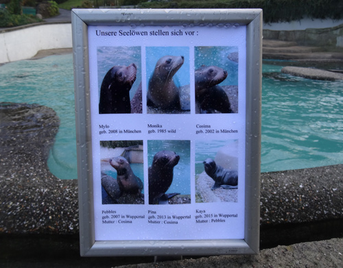 Information mit der namentlichen Vorstellung der Kalifornischen Seelöwen auf einem Schild am 21. November 2015 im Grünen Zoo Wuppertal