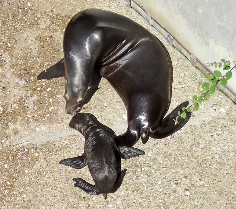 Seelöwen-Baby "Davy Jones" mit Seelöwen-Mutter "Pebbles" am 20. Juli 2016 auf der Außenanlage im Wuppertaler Zoo