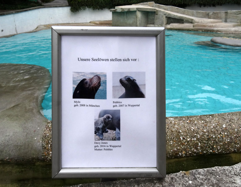 Information am 4. August 2016 am Seelöwenbecken zum Tierbestand bei den Kalifornischen Seelöwen im Grünen Zoo Wuppertal