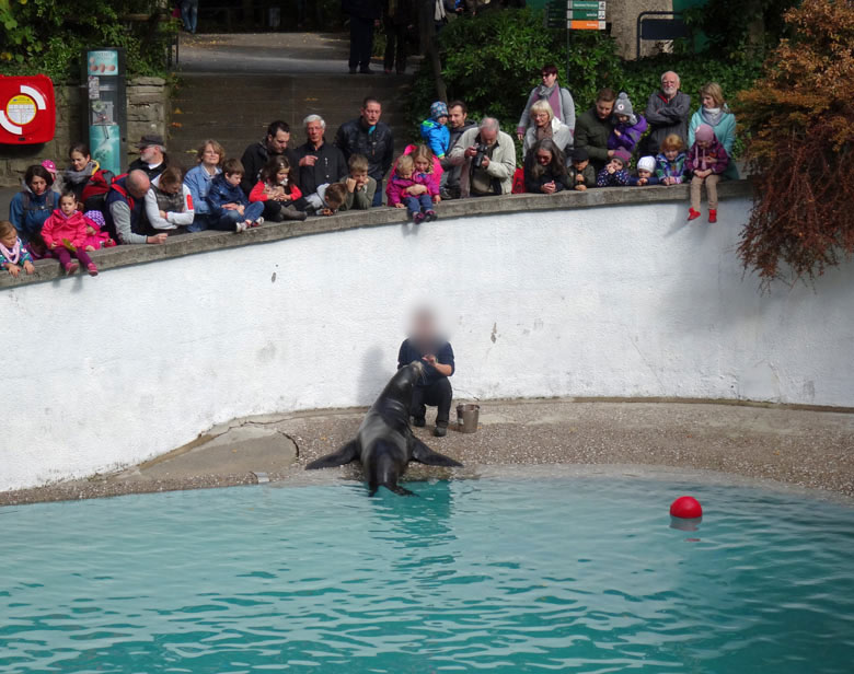 Kalifornischer Seelöwenbulle MYLO am 8. Oktober 2016 bei der kommentierten Fütterung im Zoo Wuppertal