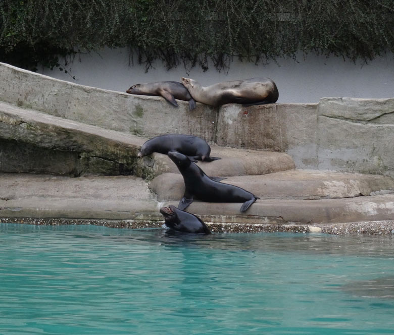 Kalifornische Seelöwen am 3. März 2017 im Zoologischen Garten der Stadt Wuppertal