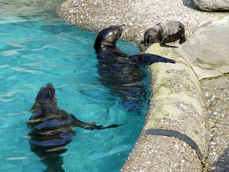 Vergeblich versuchte Seelöwin PEBBLES das Kalifornische-Seelöwen-Jungtier NOLA am 13. Juli 2017 in das Wasser des Seelöwenbeckens im Wuppertaler Zoo zu locken