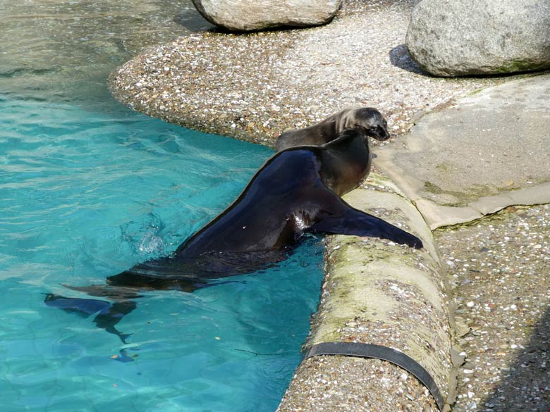 Die Kalifornische-Seelöwin PEBBLES stupste ihre Seelöwen-Tochter NOLA am 13. Juli 2017 in das Wasser des Seelöwenbeckens im Grünen Zoo Wuppertal