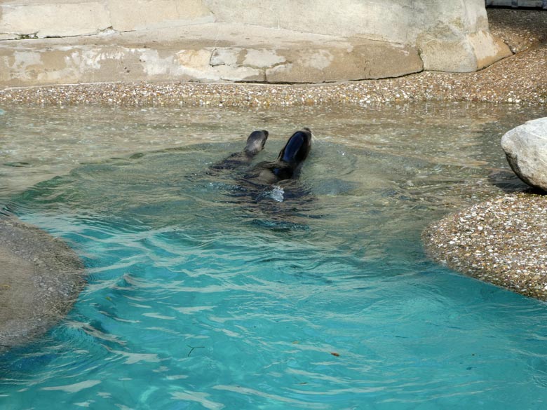 Sicher geleitete Seelöwen-Mutter PEBBLES ihre Seelöwen-Tochter NOLA am 13. Juli 2017 durch das Wasser zum Rand des Seelöwenbeckens im Zoo Wuppertal