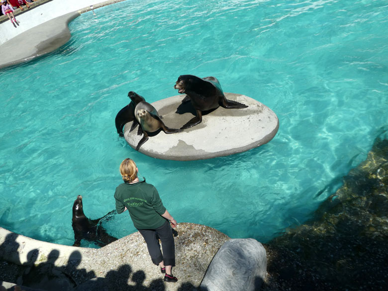 Vier Kalifornische Seelöwen bei der Schau-Fütterung am 5. Mai 2018 im Zoo Wuppertal