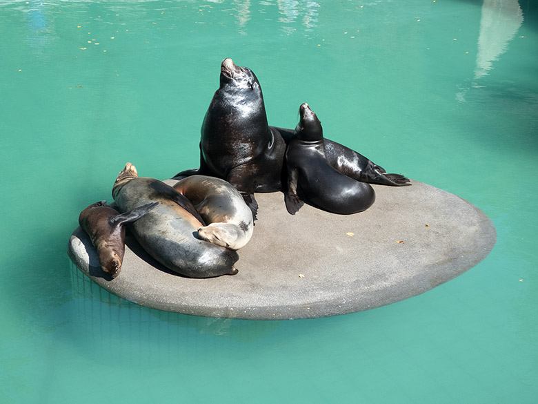 Fünf Kalifornische Seelöwen am 2. September 2018 auf der Insel im Seelöwenbecken im Grünen Zoo Wuppertal