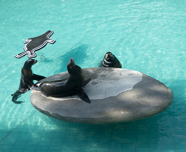 Kalifornische Seelöwen NIKE, PEBBLES und MYLO am 7. Juni 2019 im Seelöwenbecken im Grünen Zoo Wuppertal