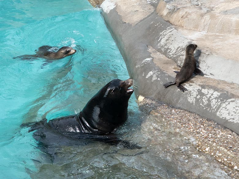 Kalifornisches Seelöwen-Jungtier KALUA mit Seelöwen-Mutter KUBA (hinten) und Seelöwen-Vater MYLO (vorn) am 14. Juni 2019 am Seelöwenbecken im Zoologischen Garten Wuppertal