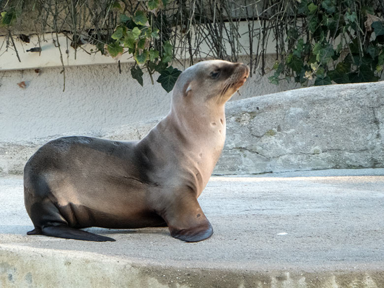 Kalifornisches Seelöwen-Jungtier KALUA am 6. Januar 2020 im Zoologischen Garten Wuppertal