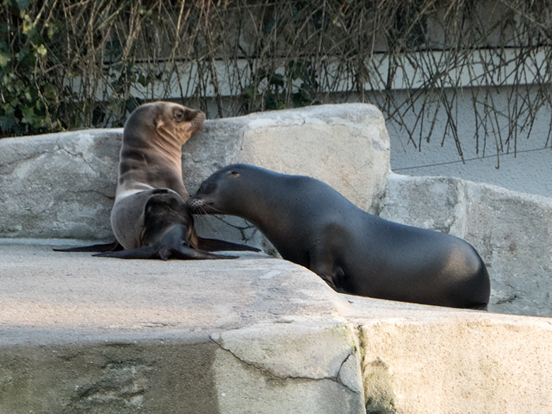Kalifornische Seelöwen-Jungtiere KALUA und LIO am 6. Januar 2020 im Zoo Wuppertal