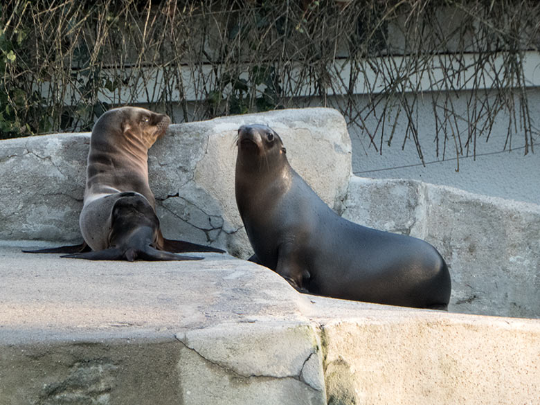 Kalifornische Seelöwen-Jungtiere KALUA und LIO am 6. Januar 2020 im Zoologischen Garten​ der Stadt Wuppertal
