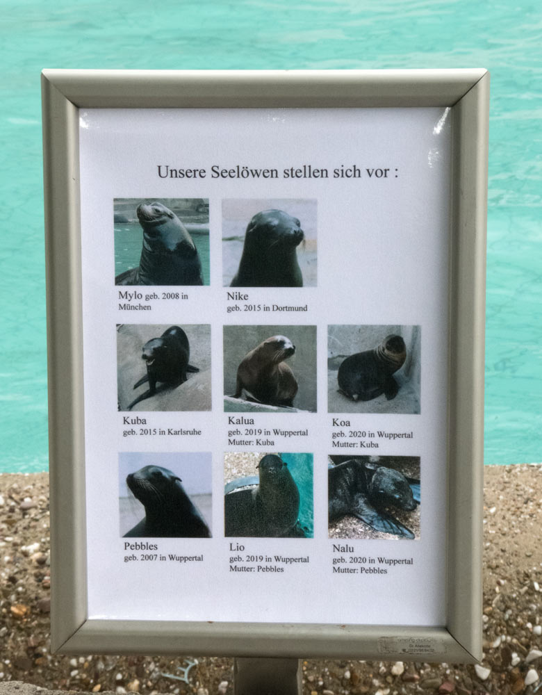 Information 'Unsere Seelöwen stellen sich vor' am 2. Juli 2020 am Seelöwen-Becken im Grünen Zoo Wuppertal