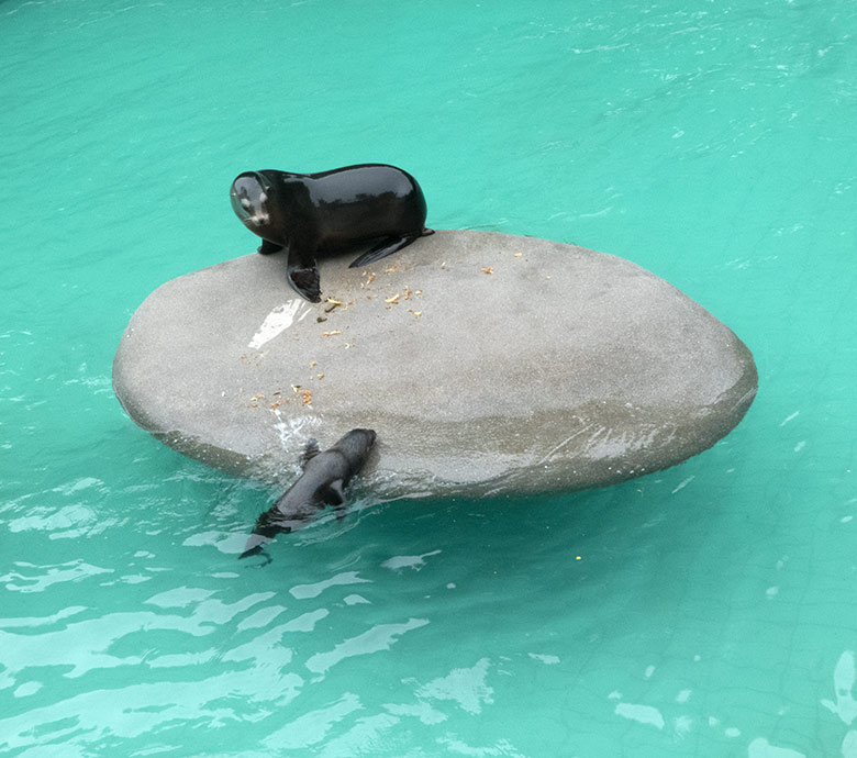 Kalifornisches Seelöwen-Jungtier KOA (im Wasser) mit seiner Seelöwen-Mutter KUBA am 4. Juli 2020 im Seelöwen-Becken im Wuppertaler Zoo