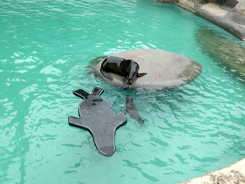 Kalifornisches Seelöwen-Jungtier KOA (im Wasser) mit seiner Seelöwen-Mutter KUBA am 4. Juli 2020 im Seelöwen-Becken im Grünen Zoo Wuppertal