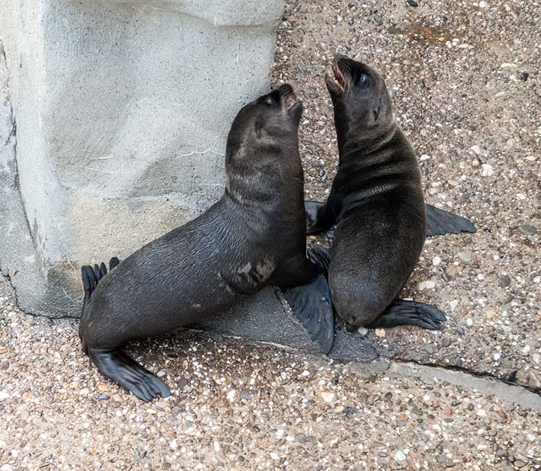Kalifornische Seelöwen-Jungtiere KOA und NALU am 11. Juli 2020 am Seelöwen-Becken im Zoologischen Garten Wuppertal