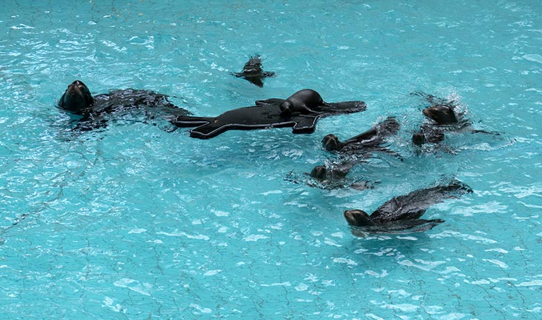 Alle acht Kalifornischen Seelöwen am 28. Juli 2020 im Seelöwen-Becken im Grünen Zoo Wuppertal