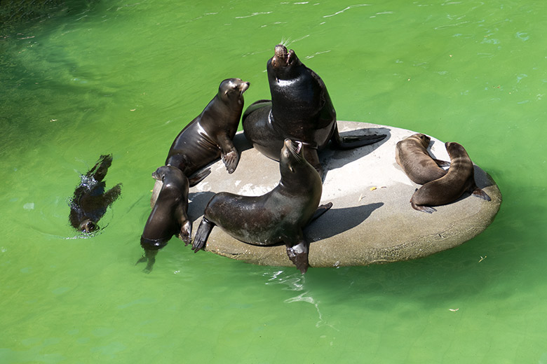 Sieben der insgesamt acht Kalifornischen Seelöwen am 4. August 2020 im grünen Wasser im Grünen Zoo Wuppertal