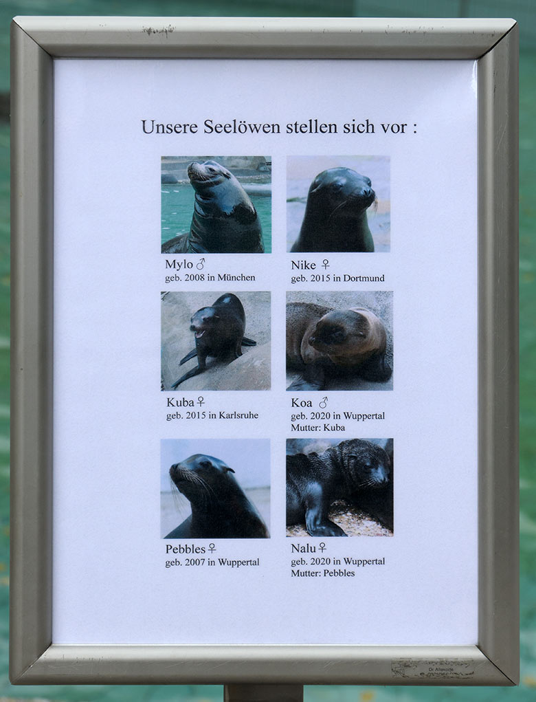 Informationstafel Unsere Seelöwen stellen sich vor am 9. September 2020 am Seelöwen-Becken im Wuppertaler Zoo