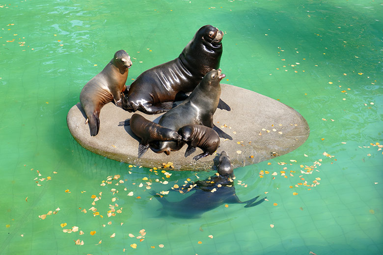 Alle derzeit sechs Kalifornischen Seelöwen am 11. September 2020 im Seelöwen-Becken im Grünen Zoo Wuppertal