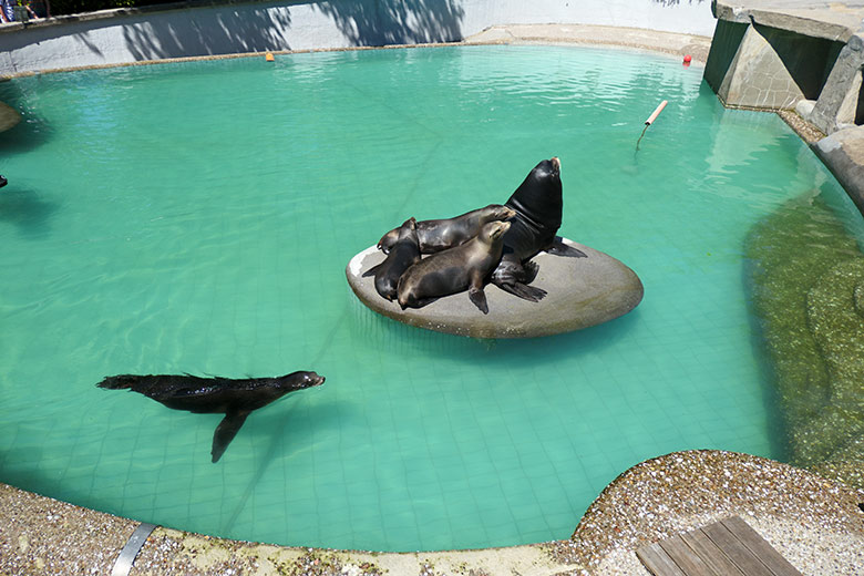 Fünf Kalifornische Seelöwen am 1. Juni 2021 im Seelöwen-Becken im Grünen Zoo Wuppertal