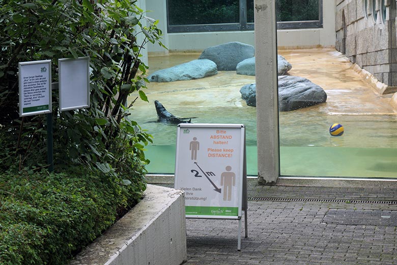 Kalifornisches Seelöwen-Jungtier KOA am 11. Juli 2021 auf der kleinen Eisbär-Außenanlage im Wuppertaler Zoo