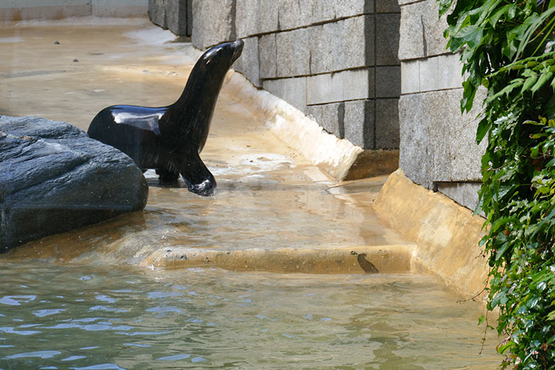 Kalifornisches Seelöwen-Jungtier KOA am 12. Juli 2021 auf der kleinen Eisbär-Außenanlage im Grünen Zoo Wuppertal