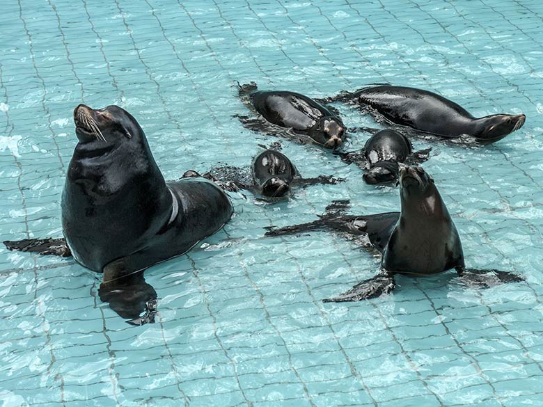 Sechs Kalifornische Seelöwen am 2. Februar 2022 bei niedrigem Wasserstand im Seelöwen-Becken im Grünen Zoo Wuppertal