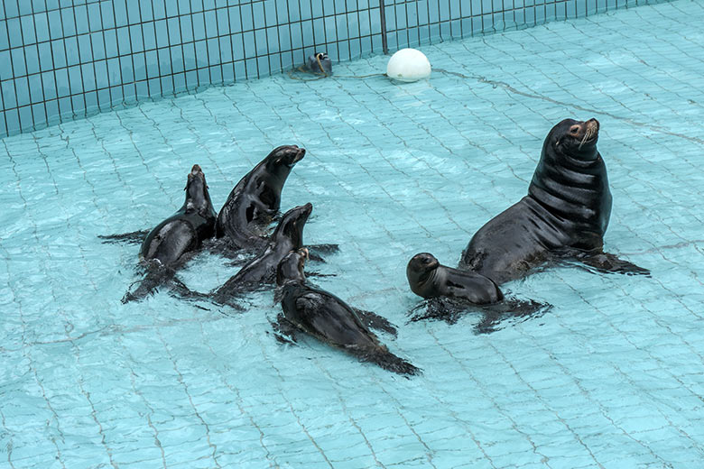 Sechs Kalifornische Seelöwen am 2. Februar 2022 bei niedrigem Wasserstand im Seelöwen-Becken im Zoo Wuppertal