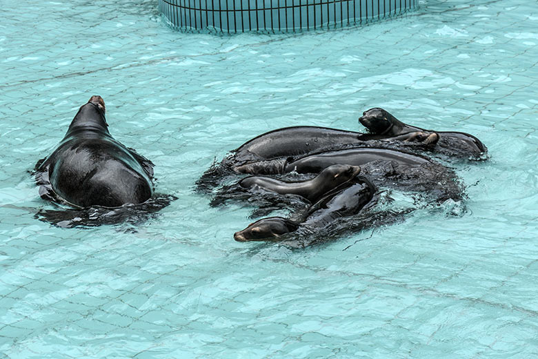 Sechs Kalifornische Seelöwen am 2. Februar 2022 bei niedrigem Wasserstand im Seelöwen-Becken im Wuppertaler Zoo