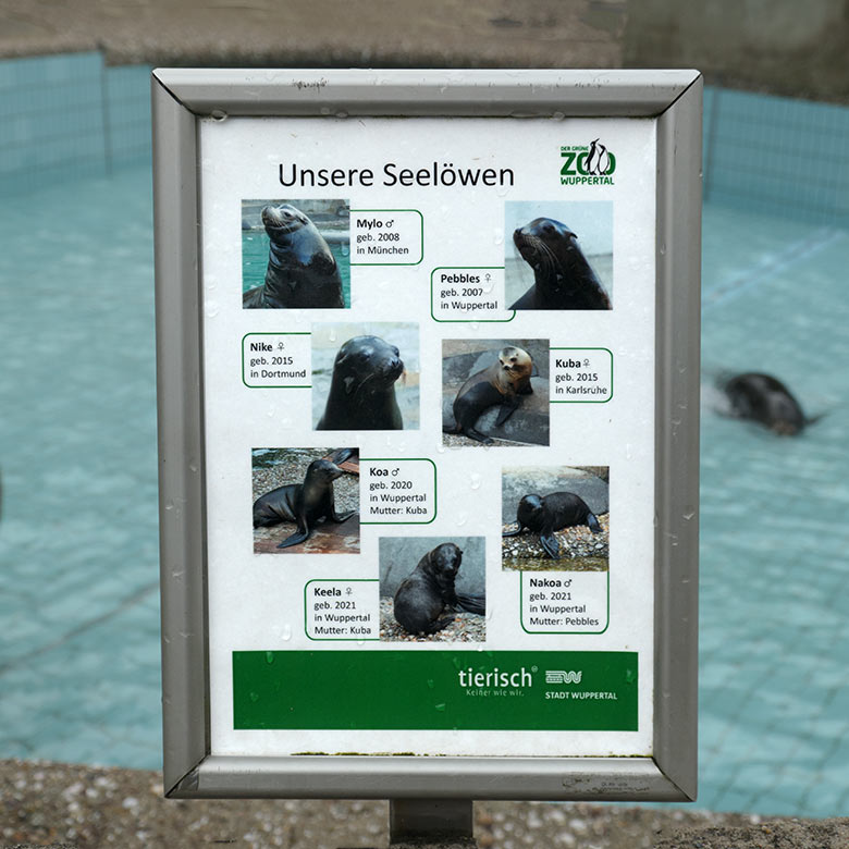 Sechs Kalifornische Seelöwen am 2. Februar 2022 bei niedrigem Wasserstand im Seelöwen-Becken im Grünen Zoo Wuppertal