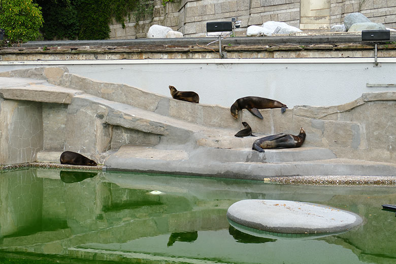 Kalifornische Seelöwen am 13. Juli 2022 am Rand des Seelöwen-Beckens im Grünen Zoo Wuppertal
