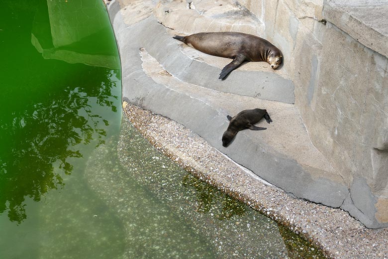 Weibliches Kalifornisches Seelöwen-Jungtier MALU mit seiner Seelöwen-Mutter PEBBLES am 13. Juli 2022 am Rand des Seelöwen-Beckens im Zoologischen Garten Wuppertal