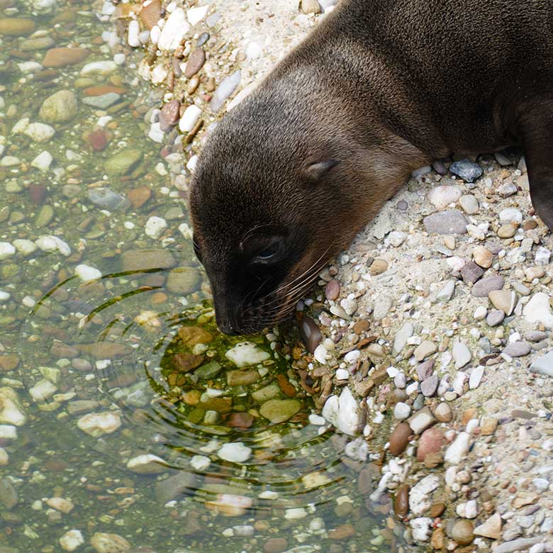 Weibliches Kalifornisches Seelöwen-Jungtier MALU am 13. Juli 2022 am Rand des Seelöwen-Beckens im Grünen Zoo Wuppertal