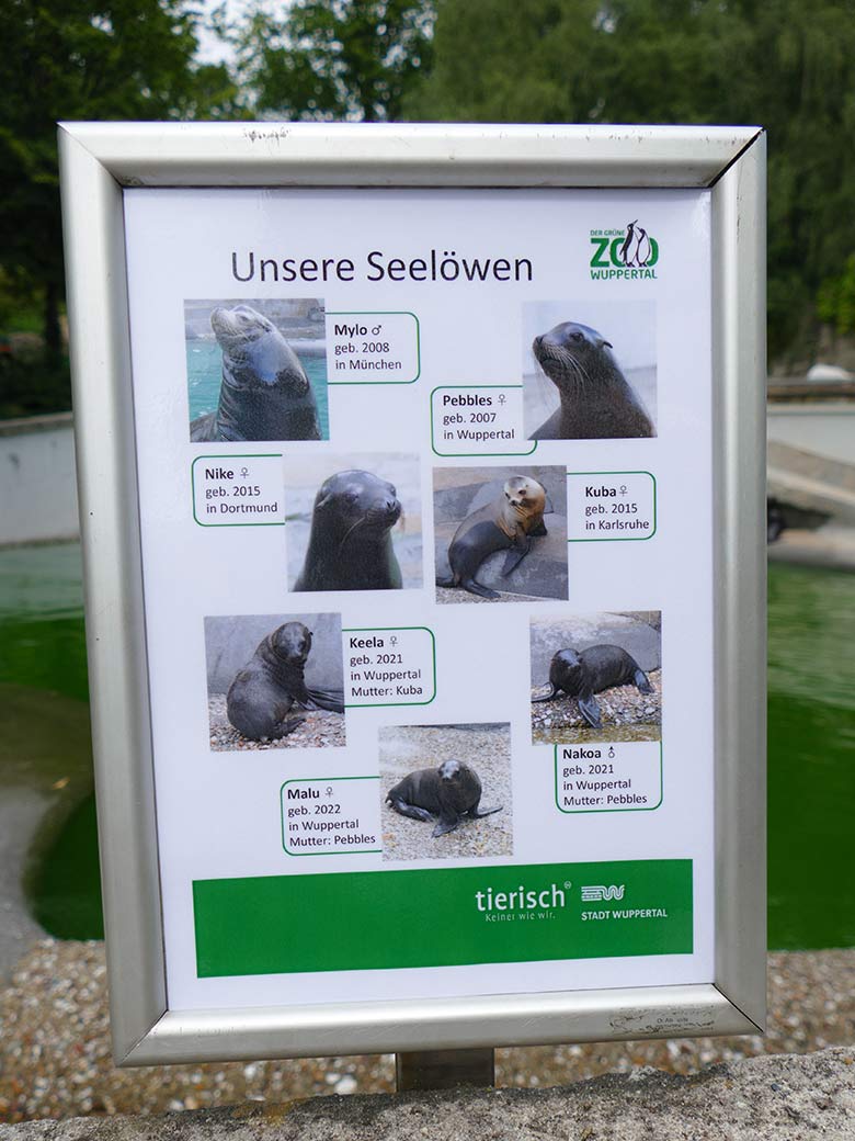 Information über die derzeit sieben Kalifornischen Seelöwen am 13. Juli 2022 am Rand des Seelöwen-Beckens im Wuppertaler Zoo