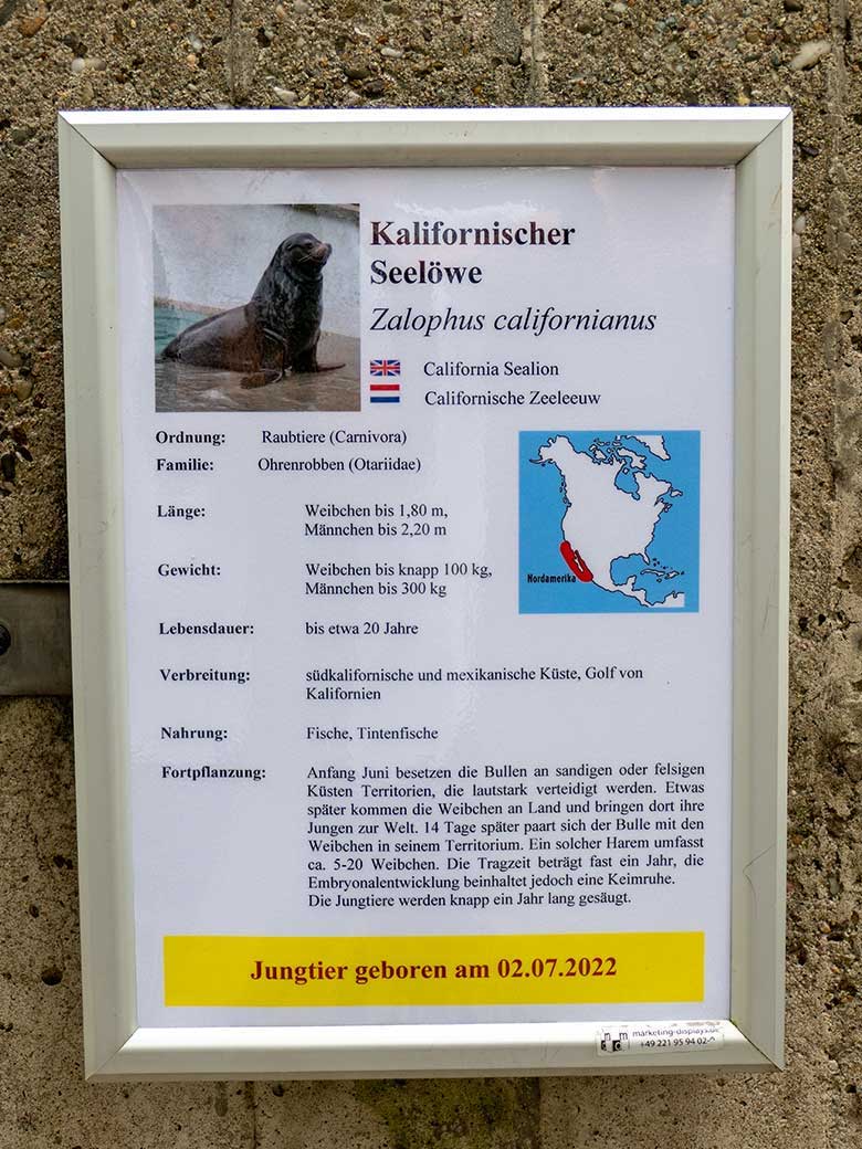 Information zur Tierart Kalifornischer Seelöwe am 13. Juli 2022 am Rand des Seelöwen-Beckens im Zoologischen Garten der Stadt Wuppertal