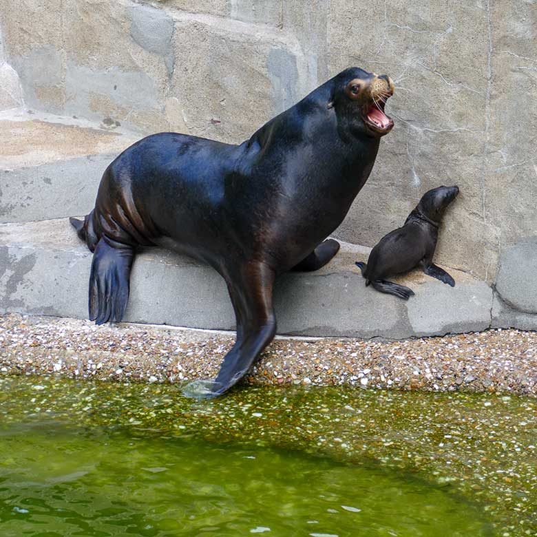 Weibliches Kalifornisches Seelöwen-Jungtier MALU mit seinem Seelöwen-Vater MYLO am 14. Juli 2022 am Rand des Seelöwen-Beckens im Grünen Zoo Wuppertal