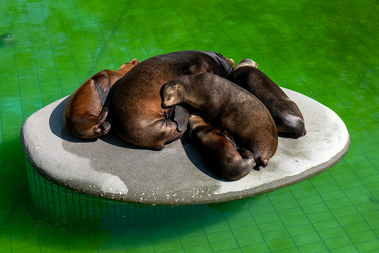 Fünf Kalifornische Seelöwen am 18. Mai 2023 auf der kleinen Insel im Seelöwen-Becken im Wuppertaler Zoo