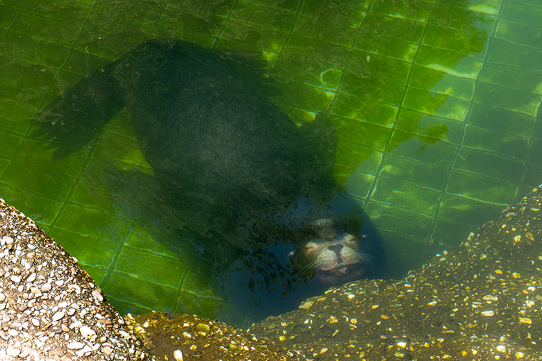 Kalifornischer Seelöwen-Bulle MYLO am 9. Juni 2023 im Algen-Becken der Kalifornischen Seelöwen im Zoologischen Garten Wuppertal