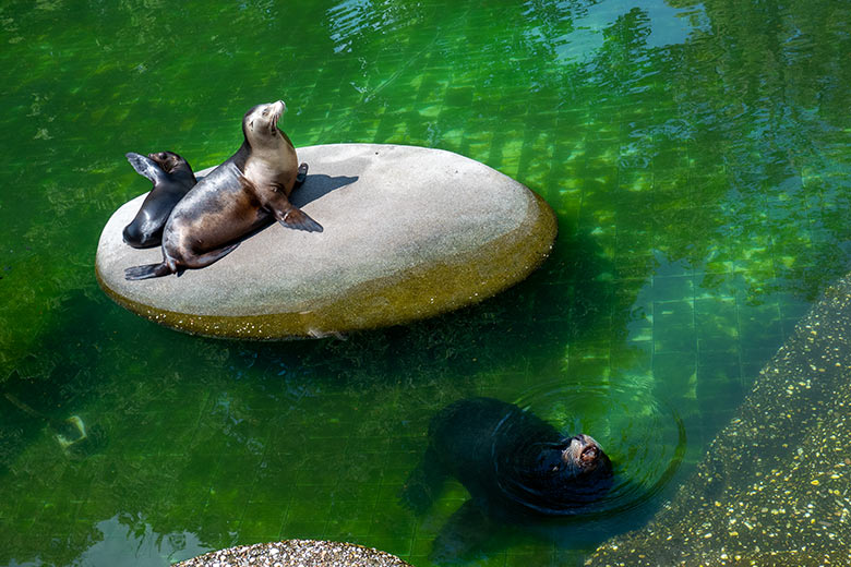 Kalifornische Seelöwin PEBBLES mit Seelöwen-Jungtier MALU und dem Kalifornischen Seelöwen-Bullen MYLO am 9. Juni 2023 im Algen-Becken der Kalifornischen Seelöwen im Wuppertaler Zoo