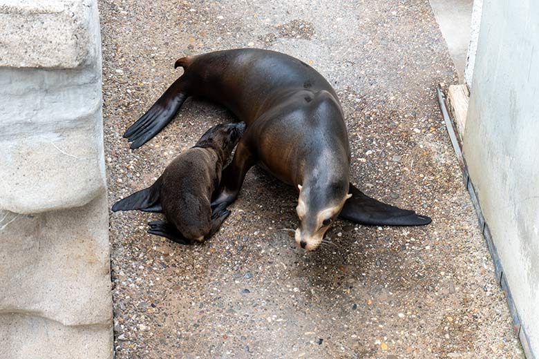 Kalifornische Seelöwin KUBA mit dem männlichen Jungtier ADAY am 12. Juni 2023 auf der Außenanlage im Grünen Zoo Wuppertal