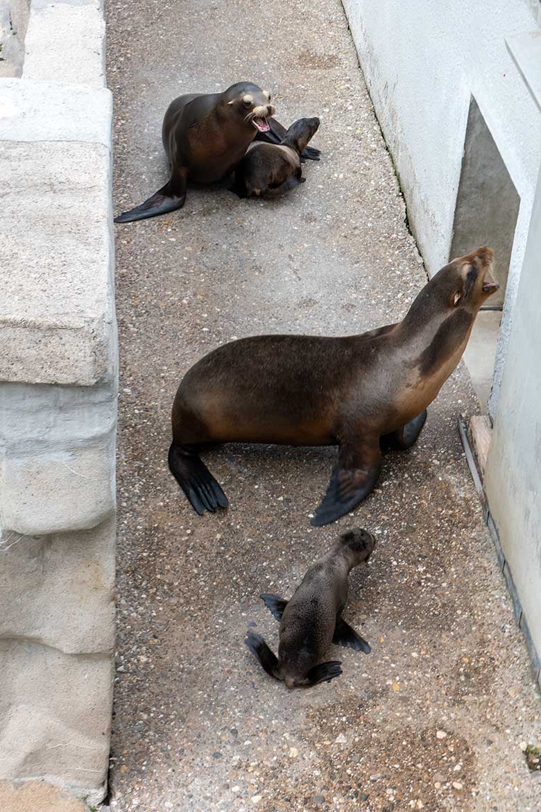 Kalifornische Seelöwinnen NIKE und KUBA mit ihren Jungtieren am 12. Juni 2023 auf der Außenanlage im Grünen Zoo Wuppertal