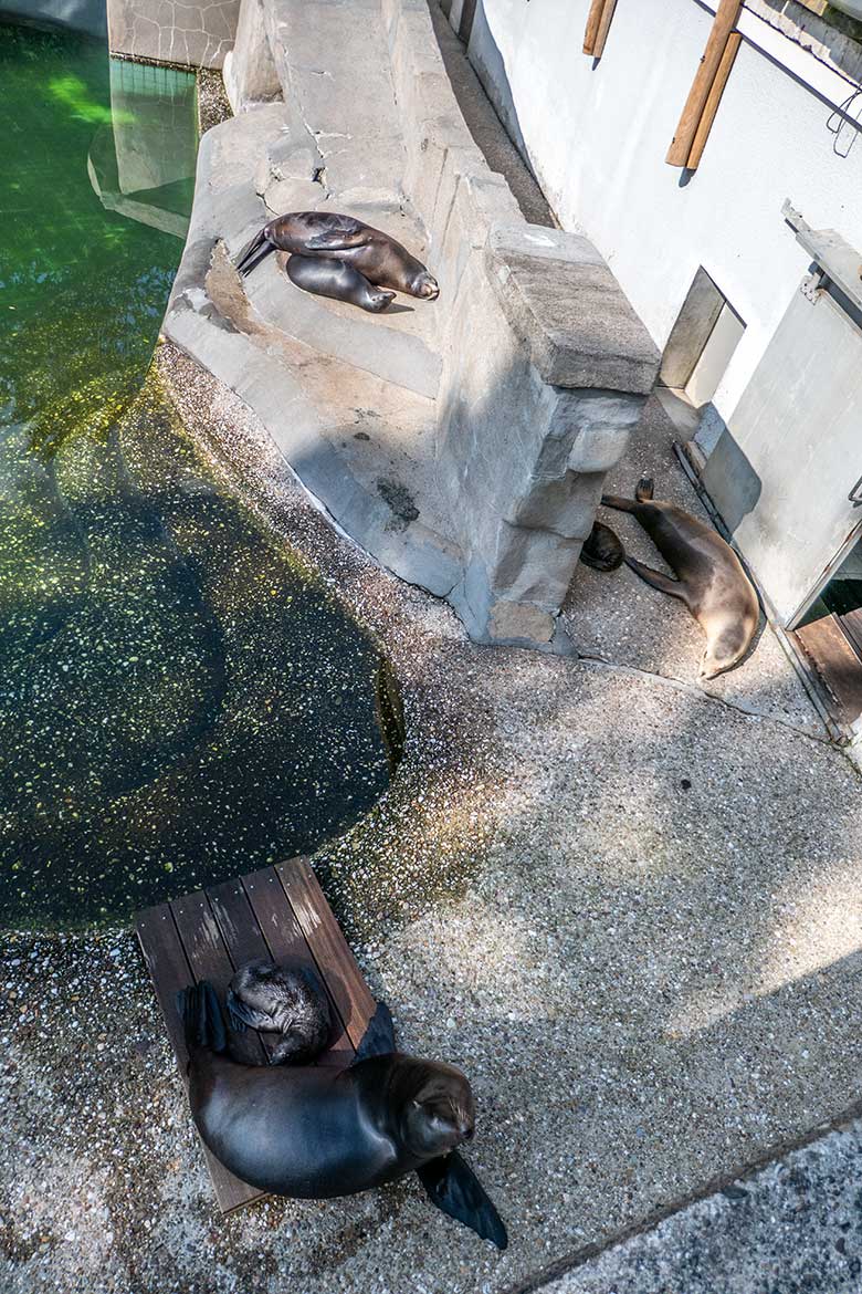 Kalifornische Seelöwinnen NIKE, KUBA und PEBBLES mit ihren Jungtieren am 12. Juni 2023 auf der Außenanlage im Grünen Zoo Wuppertal