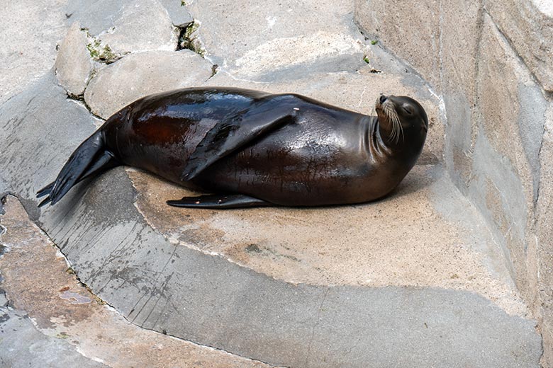 Trächtige Kalifornische Seelöwin PEBBLES am 12. Juni 2023 auf der Außenanlage im Grünen Zoo Wuppertal