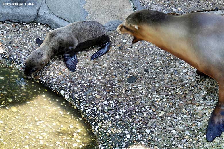 Neun Tage junger Kalifornischer Seelöwen-Bulle ADAY mit seiner Seelöwen-Mutter KUBA am 13. Juni 2023 am Seelöwen-Becken im Zoo Wuppertal (Foto Klaus Tüller)