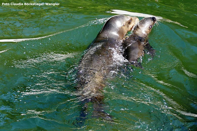 Kalifornische Seelöwin NIKE beim Schwimmunterricht mit dem 13 Tage alten männlichen Seelöwen-Jungtier am 17. Juni 2023 im Wasser des Seelöwen-Beckens im Grünen Zoo Wuppertal (Foto Claudia Böckstiegel-Wengler)
