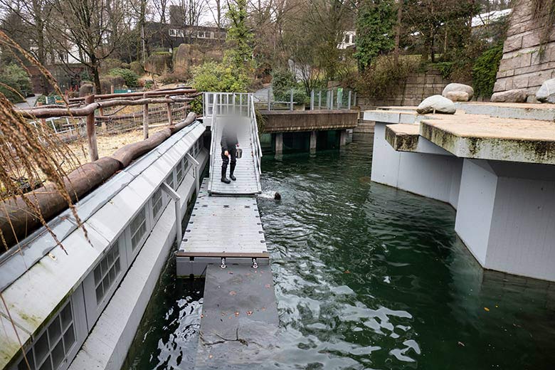 Kalifornische Seelöwin NIKE am 15. Dezember 2023 im Wasser der Erweiterungs-Anlage im Zoo Wuppertal