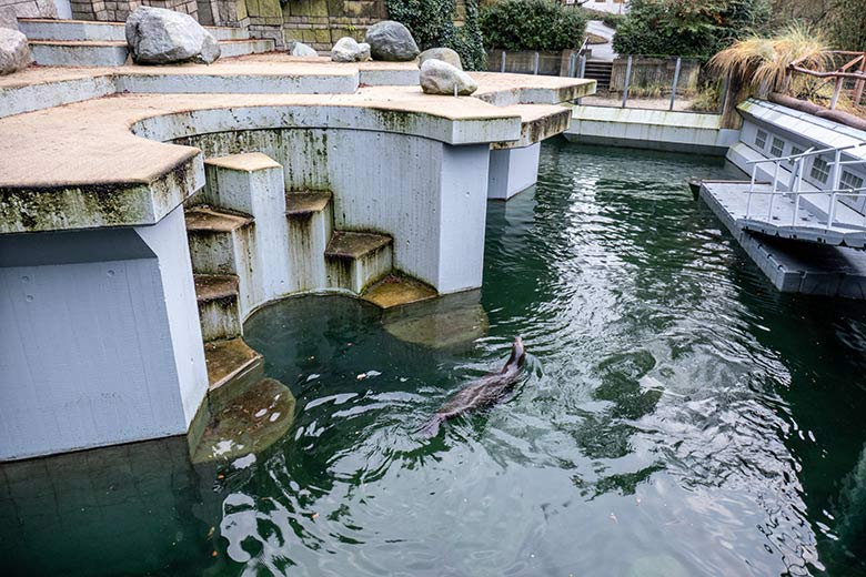 Kalifornische Seelöwin NIKE am 15. Dezember 2023 im Wasser der Erweiterungs-Anlage im Grünen Zoo Wuppertal
