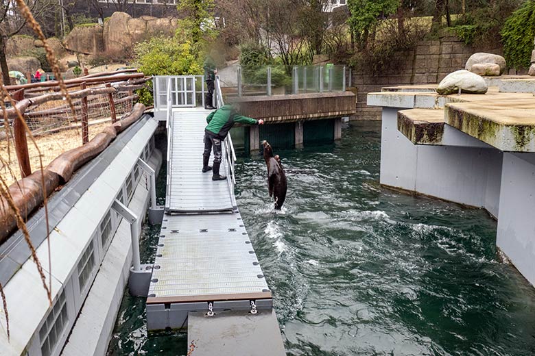 Kalifornische Seelöwin NIKE am 3. Februar 2024 auf der Erweiterungsanlage im Grünen Zoo Wuppertal